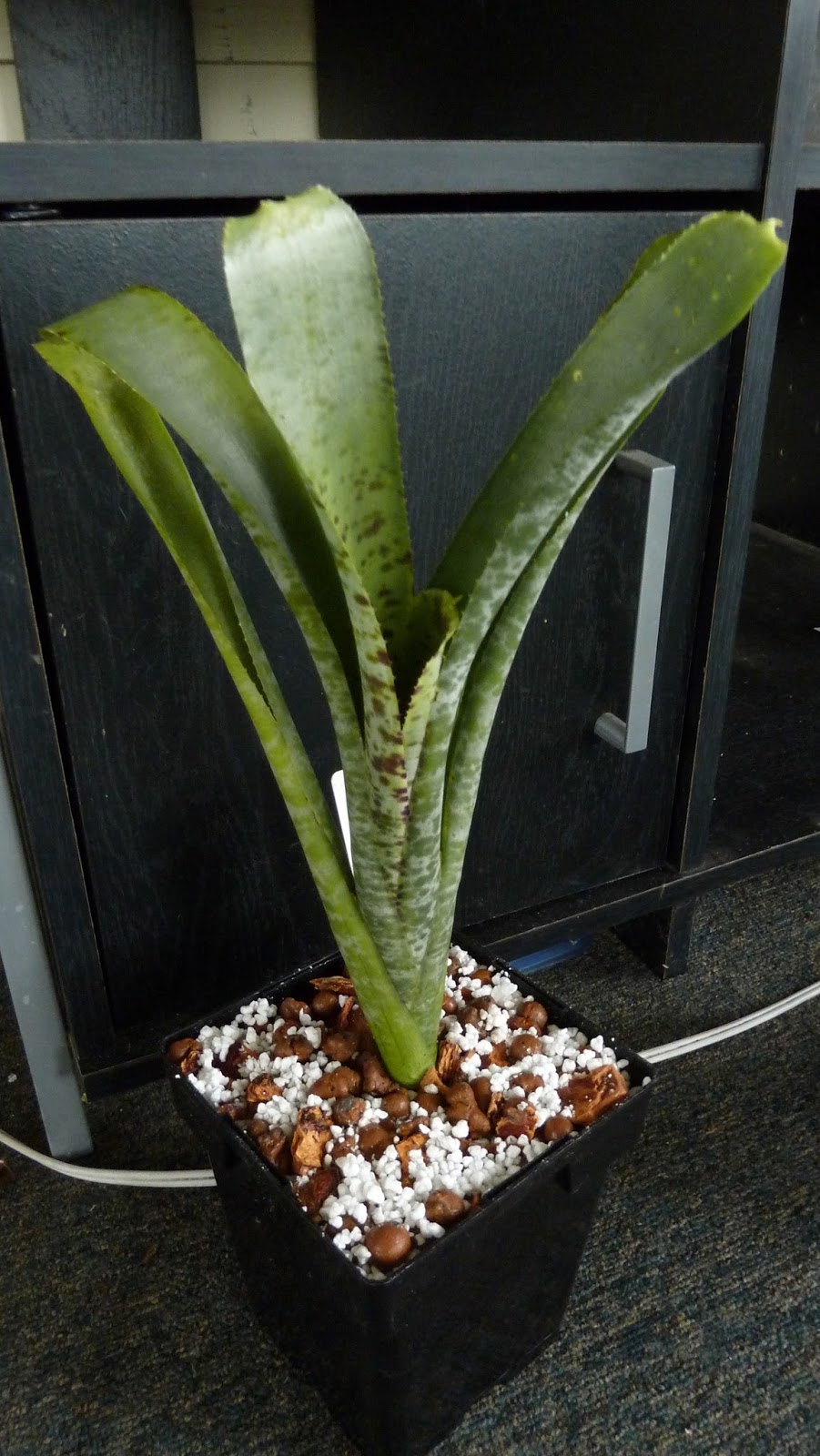 Hooray! Plants!: Quesnelia marmorata 'Tim Plowman'